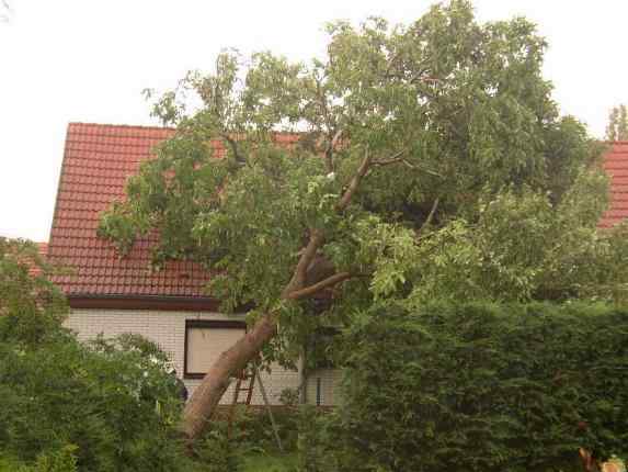 Baum auf Hausdach